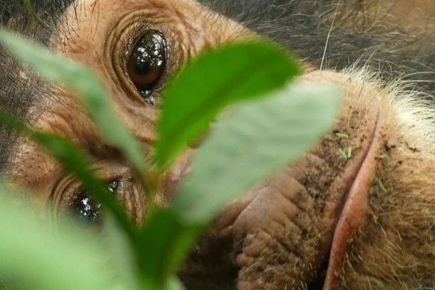 Csimpánz a Gombe Nemzeti Parkban
Forrás: www.janegoodall.org
Szerző: Bill Wallauer / Jane Goodall Intézet