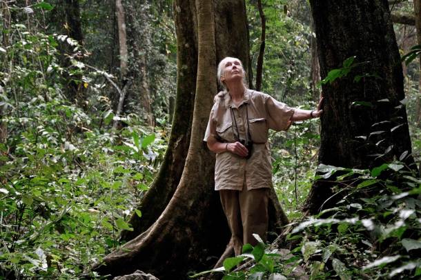 Jane Goodall a Gombe Nemzeti Parkban
Forrás: www.janegoodall.org
Szerző: Chase Pickering