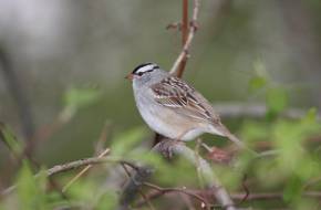 A madarak énekhangjai is megváltoztak a világjárvány miatti korlátozások idején