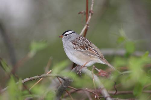 A madarak énekhangjai is megváltoztak a világjárvány miatti korlátozások idején