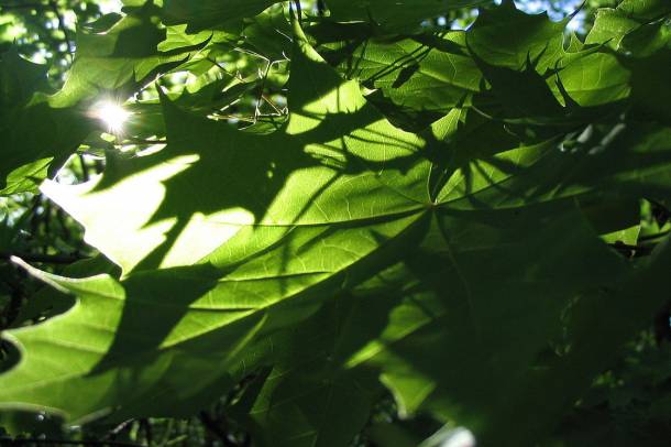Korai juhar (Acer platanoides) levelei
Forrás: commons.wikimedia.org
Szerző: Ilmari Karonen