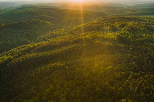 Fenntartható erdőgazdálkodásról szóló stratégiai szintű állásfoglalást fogadott el az Európai Parlament!