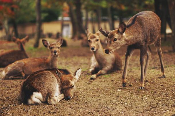 Szarvasok a japán Nara parkban
Forrás: commons.wikimedia.org
Szerző: Carl Flor
