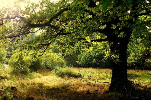 20 ezer hektár - ennyivel nő Magyarország fával borított területe!