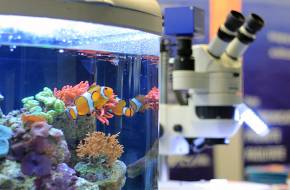 Megépülhet a korallok "Noé bárkája"! - Biobank létrehozásával mentenék meg a pusztuló korallzátonyokat