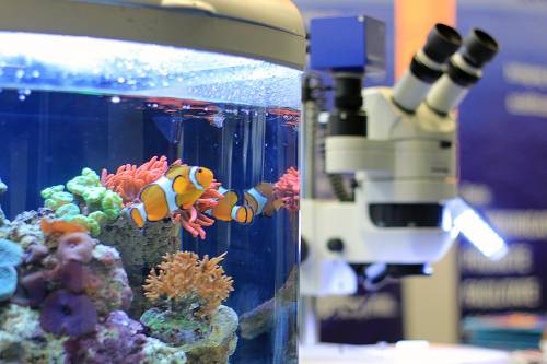 Megépülhet a korallok "Noé bárkája"! - Biobank létrehozásával mentenék meg a pusztuló korallzátonyokat