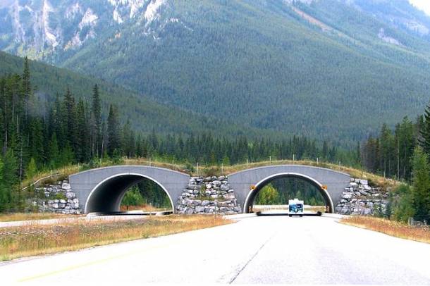 Ekodukt - Kanada
Forrás: commons.wikimedia.org
Szerző: Yoshio Kohara