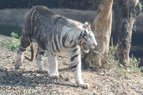 Rejtélyes fekete tigrist kaptak lencsevégre Indiában