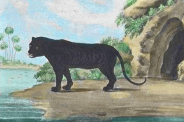 Fekete tigris James Forbes festményén (1773)
Forrás: messybeast.com