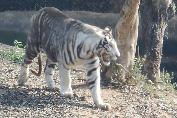 Fekete tigris egy állatkertben (Képünk illusztráció!)
Forrás: commons.wikimedia.org
Szerző: Galgotias1234