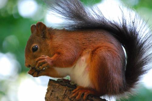 Alszanak-e téli álmot a mókusok? - 8 érdekes tény a vörös rágcsálókról