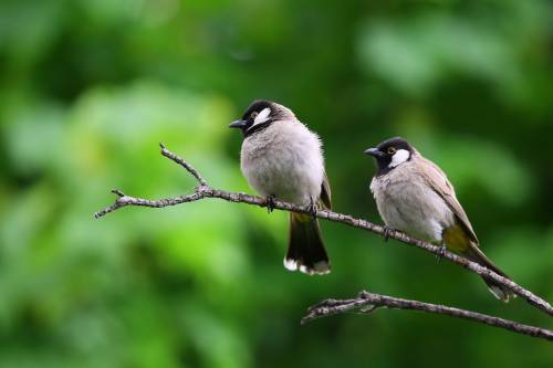 A mesterséges fény- és zaj károsítja a madarak szaporodási képességét