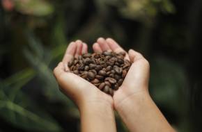 Kávé: egészséges-e a Földnek és nekünk?