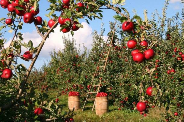 Szép gyümölcsöshöz most érdemes fát ültetni!
Forrás: pixabay.com
Szerző: lumix2004