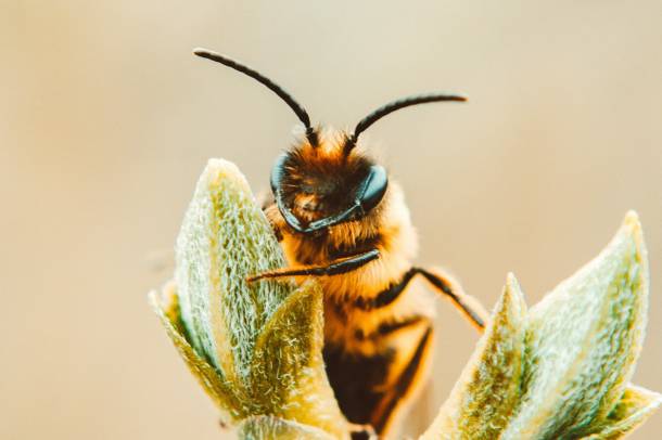 A világon mintegy 20 ezer méhfaj él
Forrás: www.pexels.com
Szerző: Lisa Fotios
