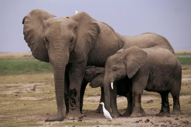 Elefántok
Forrás: WWF
Szerző: Frederick J. Weyerhaeuser