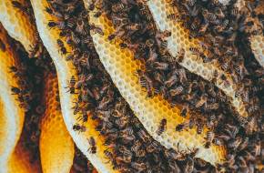 Az egyik gyakori rovarirtószer mézben való jelenlétének kimutatására fejlesztettek ki hatékony módszert