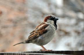40 év alatt 1,5 millió madarat mentett meg az ózonszennyezés csökkentése az Egyesült Államokban