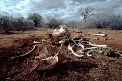 A vadkereskedelem felelős a legtöbb faj eltűnéséért