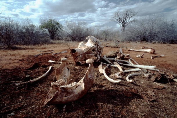 Elefánt maradványok
Forrás: WWF
Szerző: Bruce Davidson