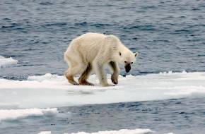 Jégolvadás az északi-sarkvidéken: így változtatja meg a helyi élővilágot