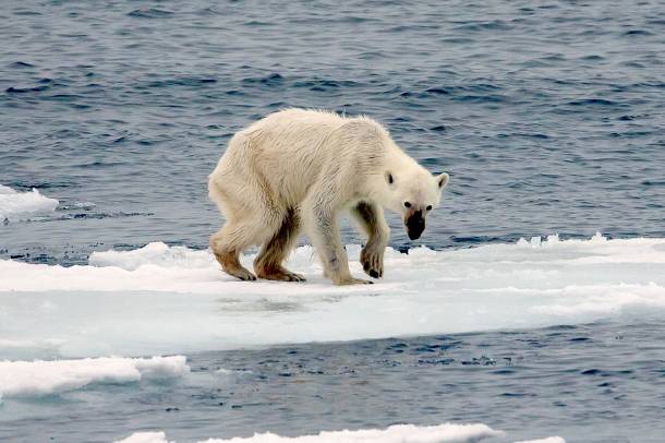 Éhező jegesmedve
Forrás: commons.wikimedia.org