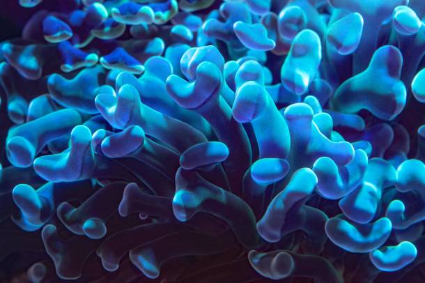Makrofotó biolumineszcens korallpolipokról
Forrás: unsplash.com
Szerző: David Clode