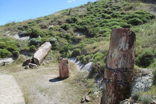 Fantasztikus lelet: szinte teljesen ép, fosszilizálódott fát találtak a Leszbosz-szigeten
