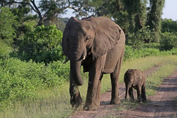 Afrikai elefánt anya a borjával
Forrás: commons.wikimedia.org
Szerző: Charles J. Sharp