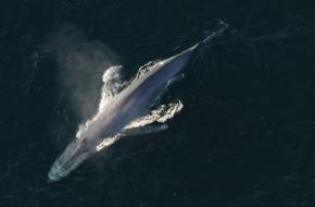 Eddig ismeretlen kék bálna-populációra bukkantak az Indiai-óceánban