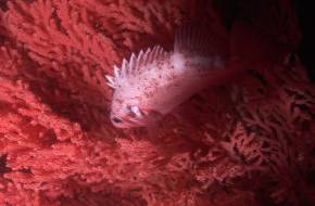 Tizenkét új mélytengeri fajra bukkantak az Atlanti-óceánban