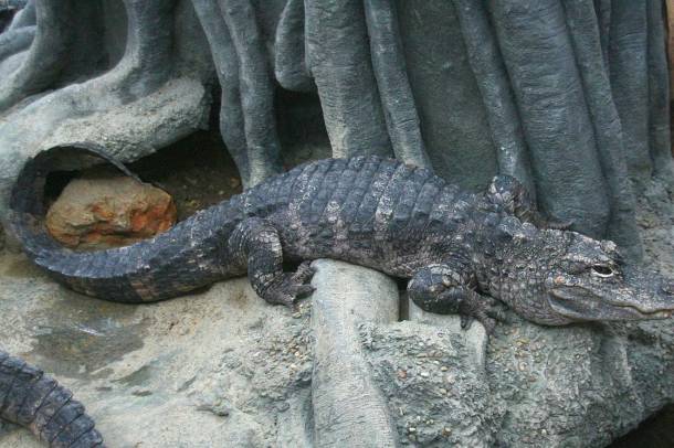A veszélyeztetett kínai aligátor (Alligator sinensis) is a Jangce lakója
Forrás: commons.wikimedia.org
Szerző: Greg Hume
