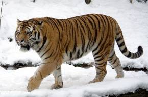 Veszélyben az amuri tigrisek