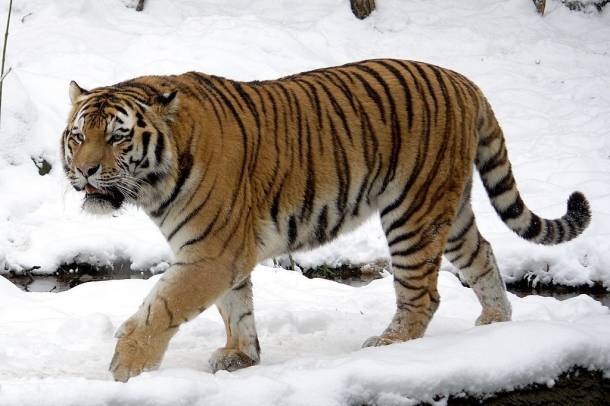 Amuri tigris
Forrás: commons.wikimedia.org