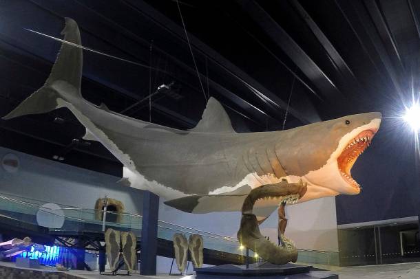 Megalodon rekonstrukciója (Museo de la Evolucion, Mexikó)
Forrás: commons.wikimedia.org
Szerző: Sergiodlarosa