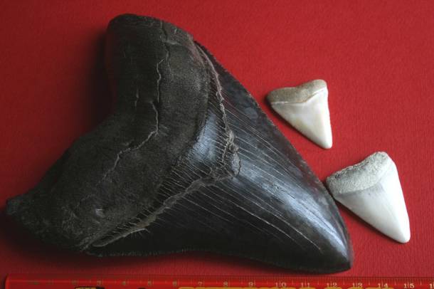 Megalodon foga két fehércápa fog mellett
Forrás: commons.wikimedia.org
Szerző: Brocken Inaglory