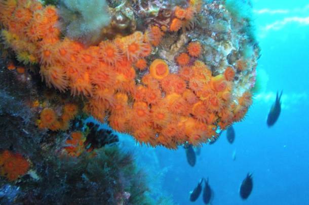Korallok a Földközi-tengerben
Forrás: commons.wikimedia.org
Szerző: Tato Grasso