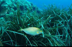 Műanyagszűrő tengeri fűfélék tisztítják a Földközi-tengert