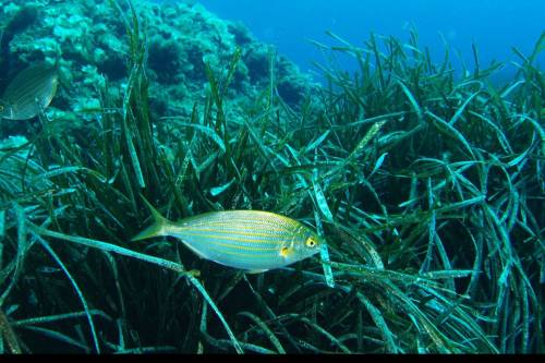 Műanyagszűrő tengeri fűfélék tisztítják a Földközi-tengert