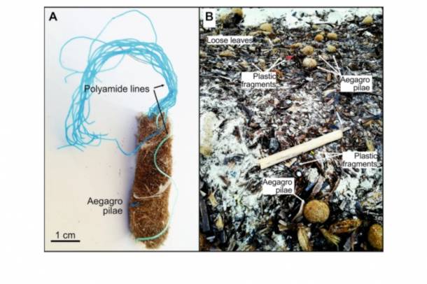 Az elhalt fűmaradványokkal partra sodródó műanyag-részecskék
Forrás: www.nature.com
Szerző: nature.com / Sanchez-Vidal, A., Canals, M., de Haan