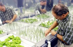 A jövő farmja: hidropóniás, fenntartható növénytermesztés fejlesztésén dolgoznak a SZTAKI kutatói