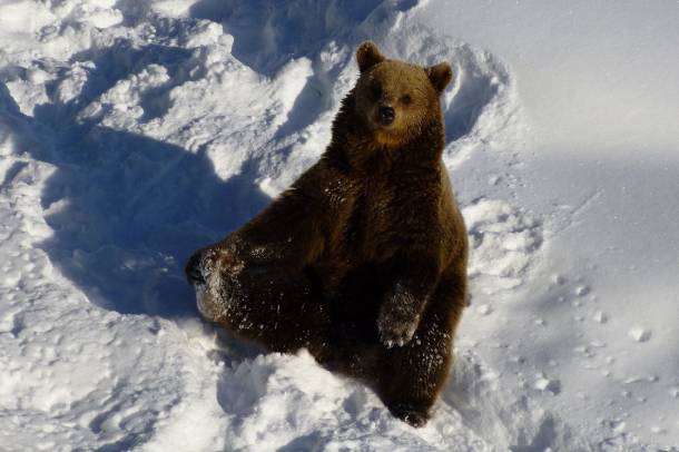 A barna medvék a közhiedelemmel ellentétben nem alszanak téliálmot
Forrás: commons.wikimedia.org
Szerző: Rorolinus