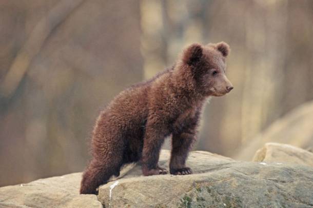 Vajon megijed az árnyékától? - Európai barna medve
Forrás: commons.wikimedia.org
Szerző: WWF