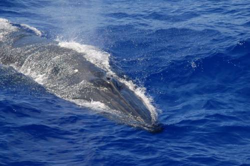 Új bálnafajt azonosítottak - Mindig van új a víz alatt!