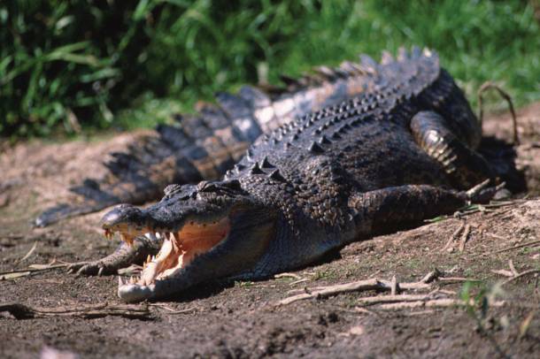Bordás krokodil (Crocodylus porosus)
Forrás: www.flickr.com
Szerző: Parks Australia