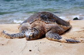 Ezrével mentik a tengeri teknősöket a szokatlan texasi hideg miatt