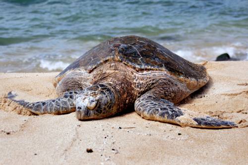 Ezrével mentik a tengeri teknősöket a szokatlan texasi hideg miatt