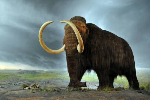 Mégsem az emberek miatt haltak ki az ősemlősök Észak-Amerikában?