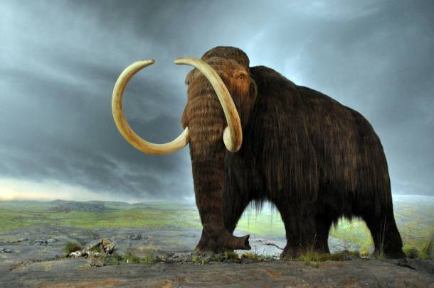 Gyapjas mamut (Mammuthus primigenius)
Forrás: commons.wikimedia.org
Szerző: Flying Puffin