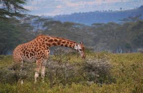 3 zsiráfot ütött agyon az áram egy kenyai rezervátumban